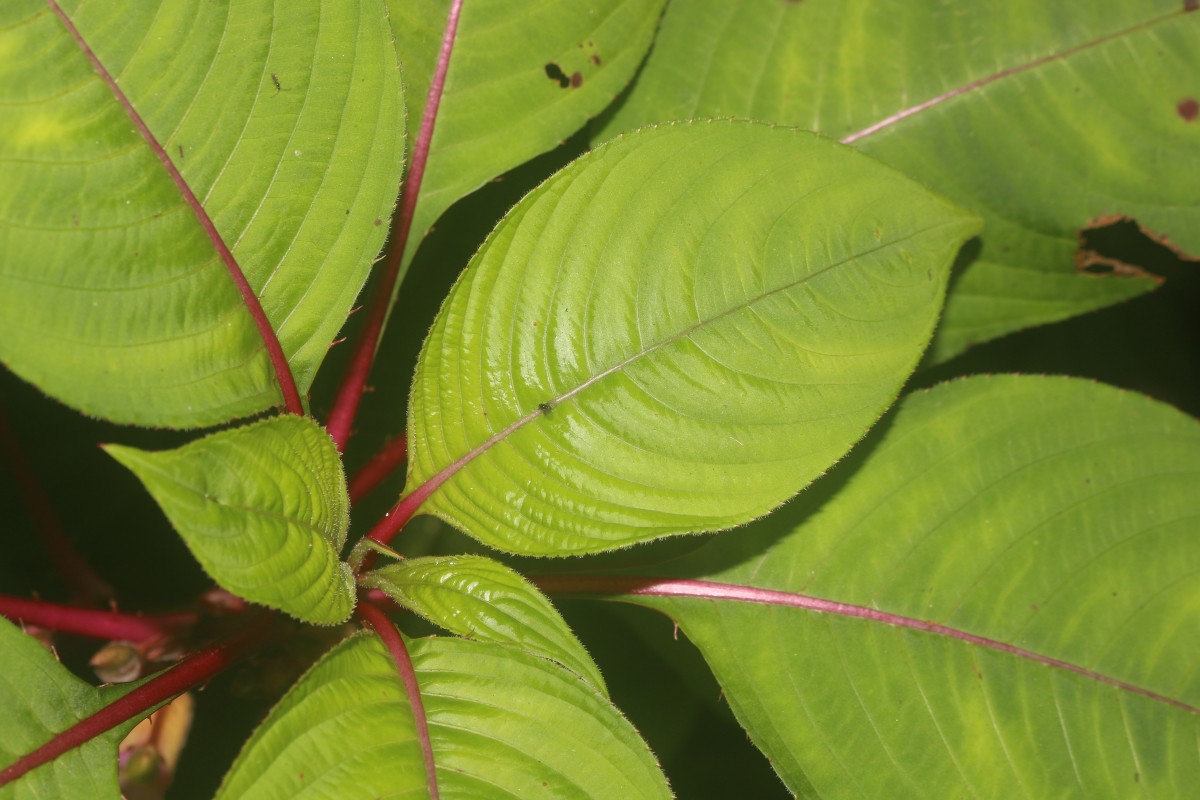 Impatiens taprobanica Hiern