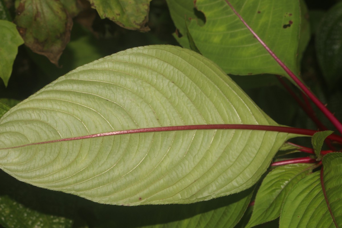 Impatiens taprobanica Hiern