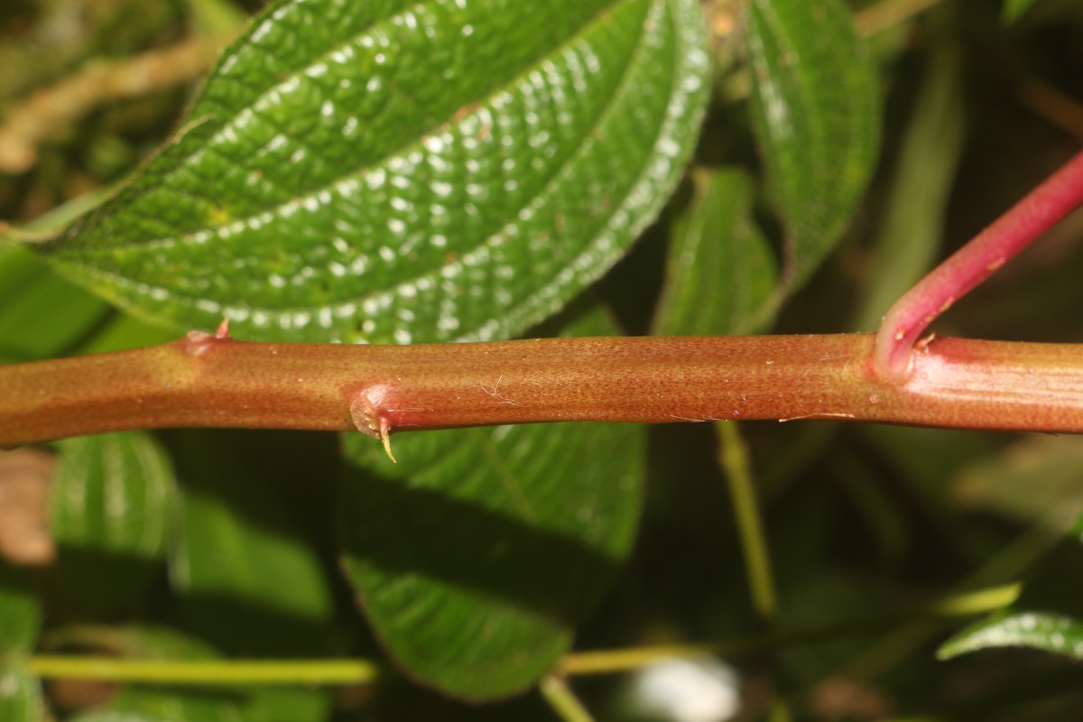 Impatiens taprobanica Hiern