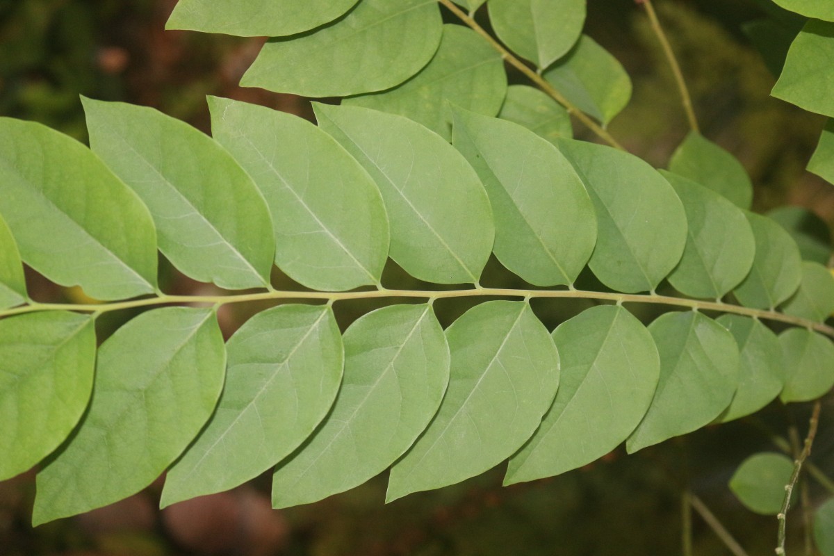 Phyllanthus acidus (L.) Skeels