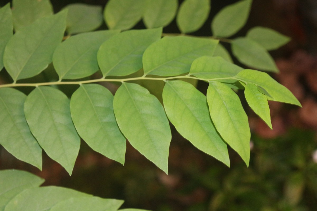 Phyllanthus acidus (L.) Skeels