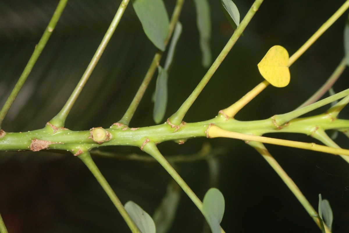 Phyllanthus acidus (L.) Skeels