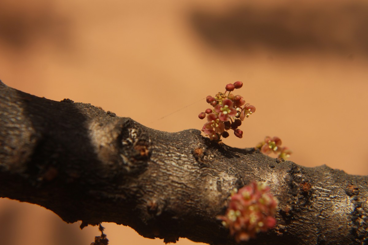 Phyllanthus acidus (L.) Skeels