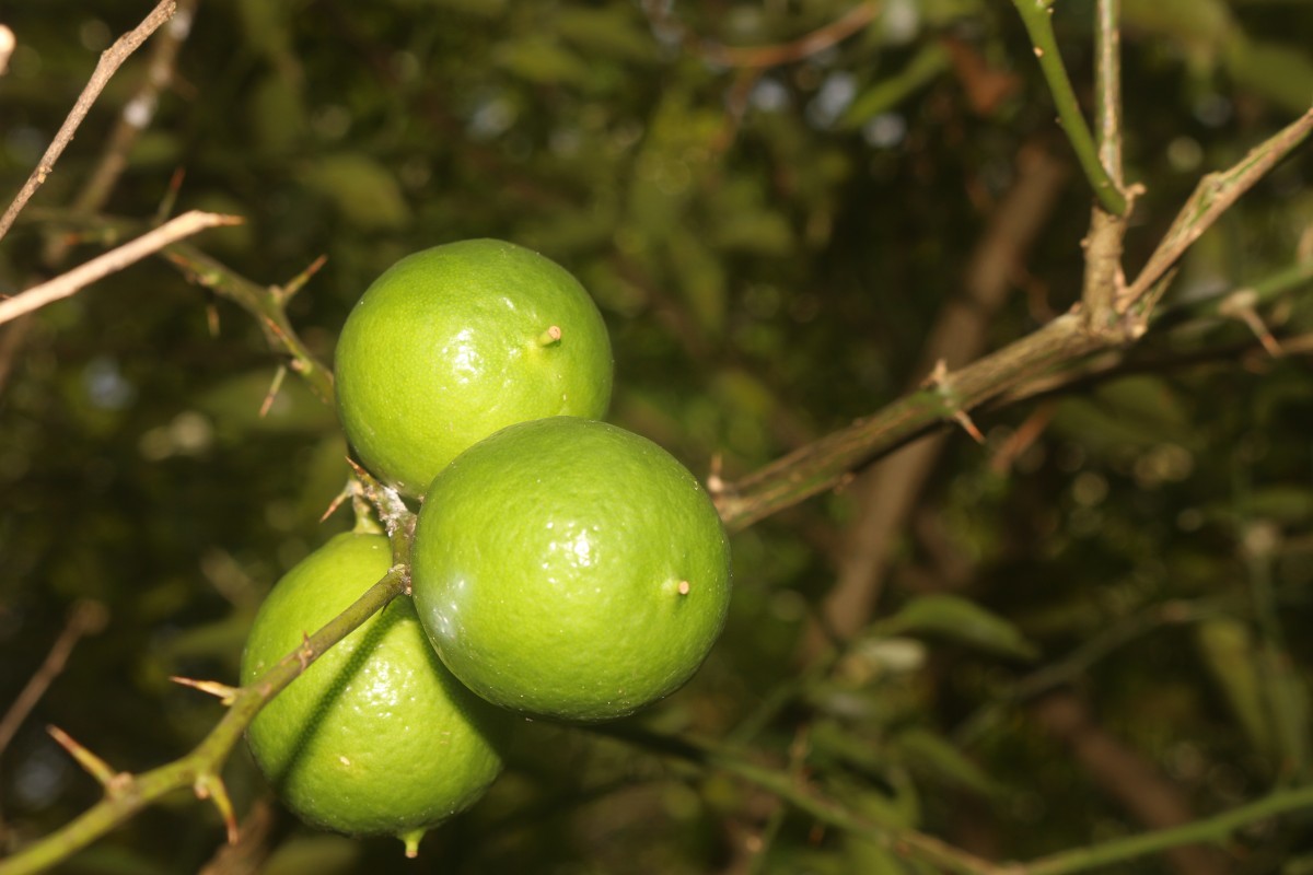 Citrus × aurantiifolia (Christm.) Swingle