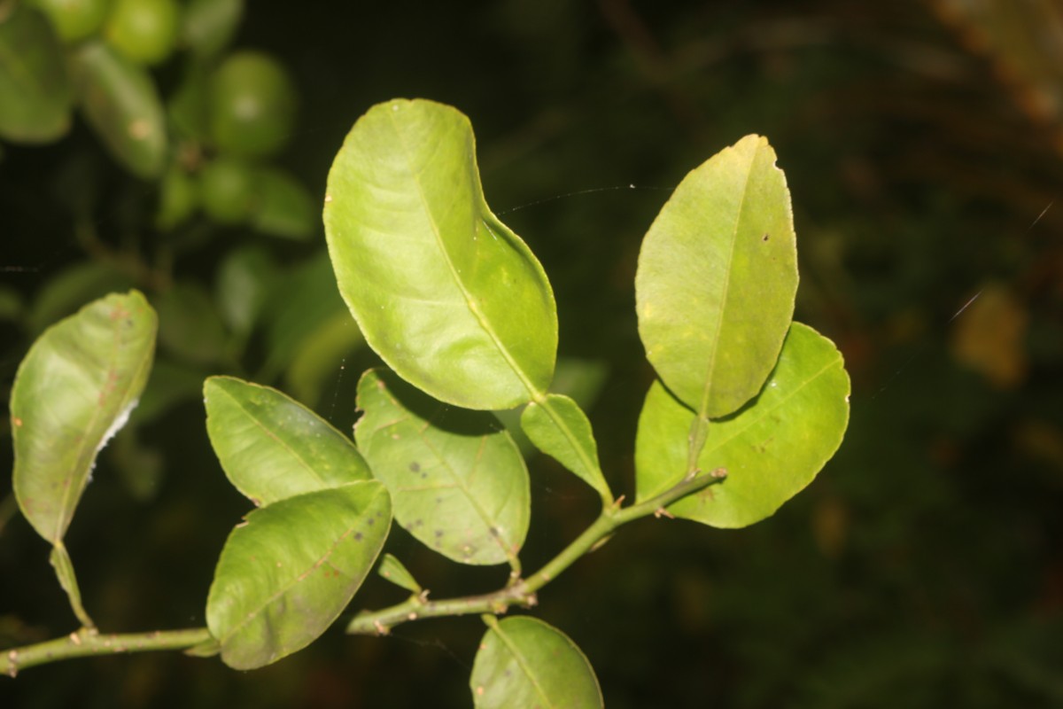 Citrus × aurantiifolia (Christm.) Swingle