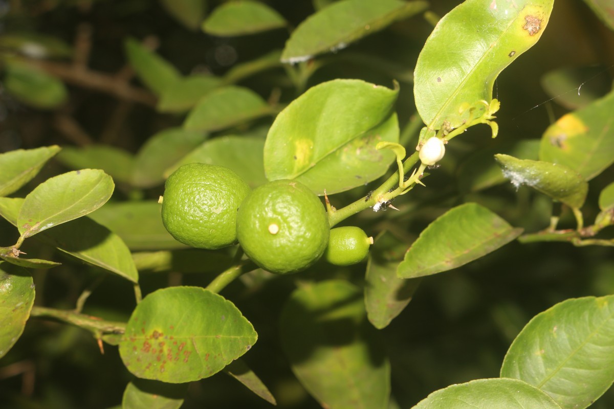 Citrus × aurantiifolia (Christm.) Swingle