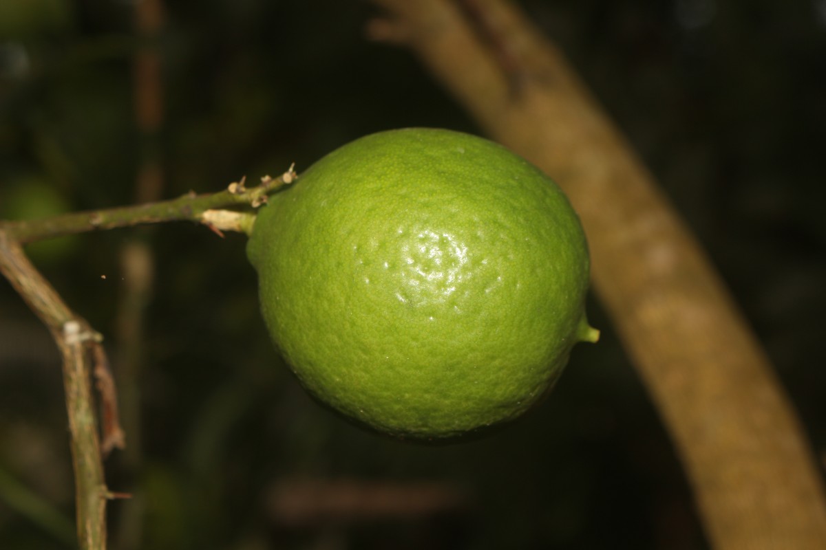 Citrus × aurantiifolia (Christm.) Swingle