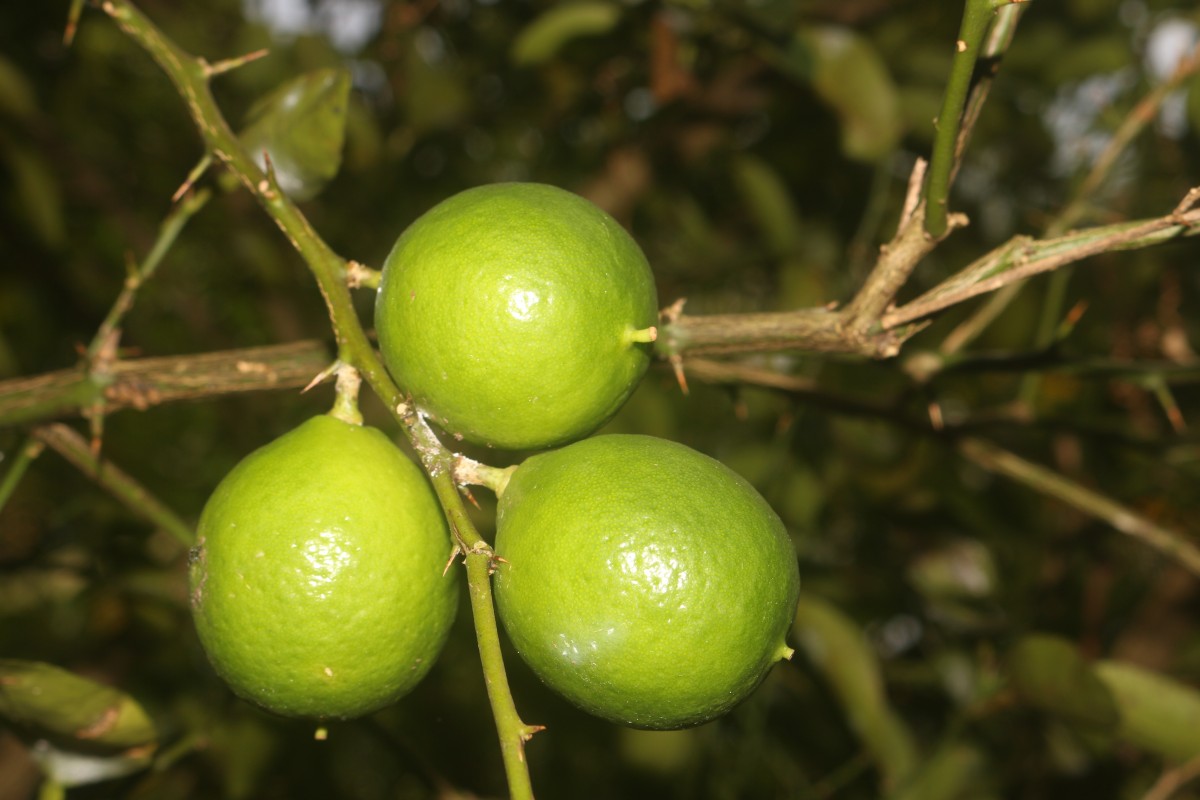 Citrus × aurantiifolia (Christm.) Swingle