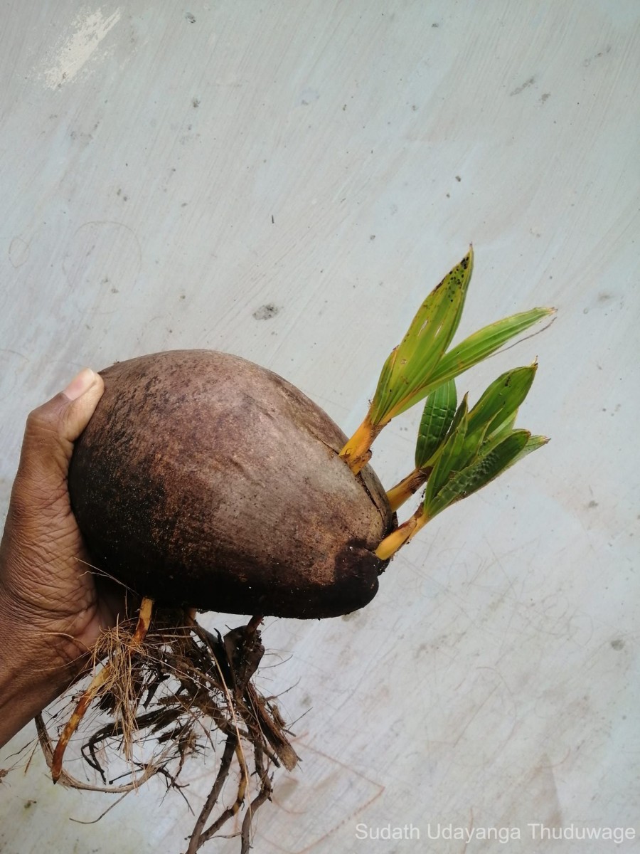 Cocos nucifera L.