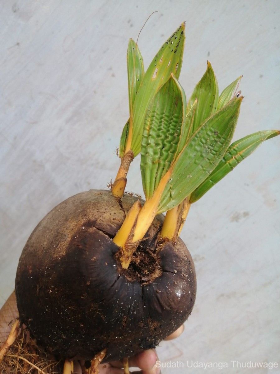 Cocos nucifera L.