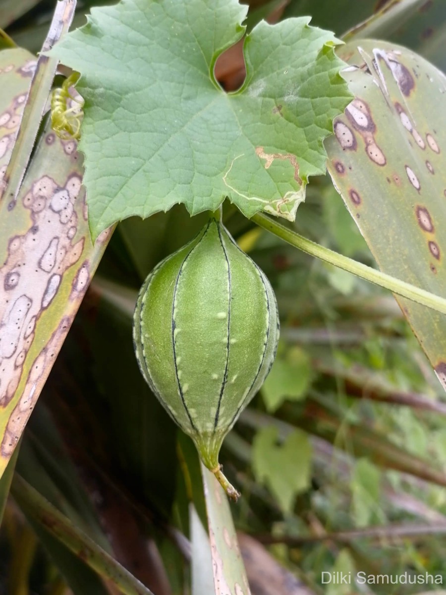 Luffa acutangula (L.) Roxb.