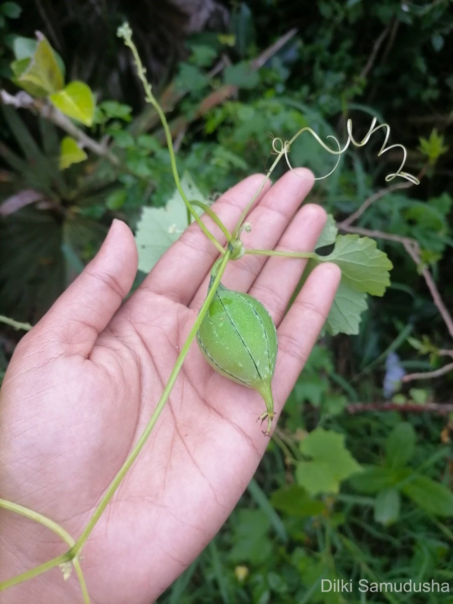 Luffa acutangula (L.) Roxb.