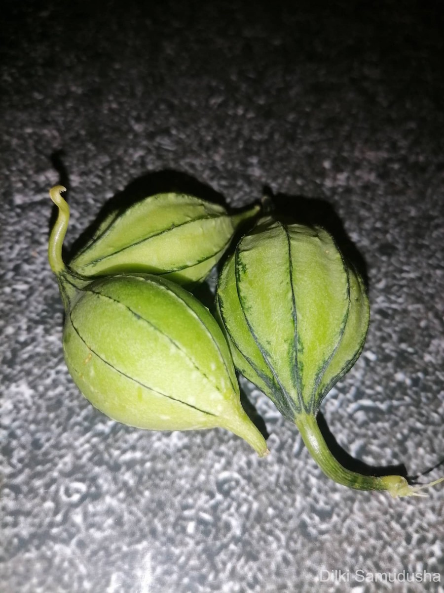 Luffa acutangula (L.) Roxb.