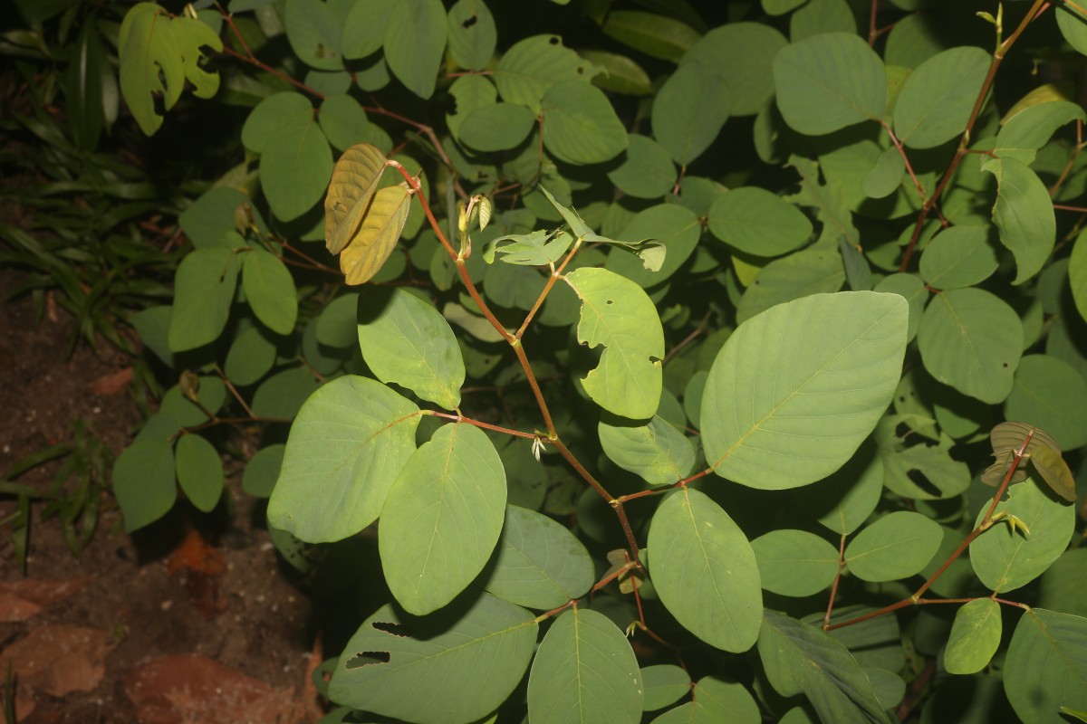 Dendrolobium umbellatum (L.) Benth.