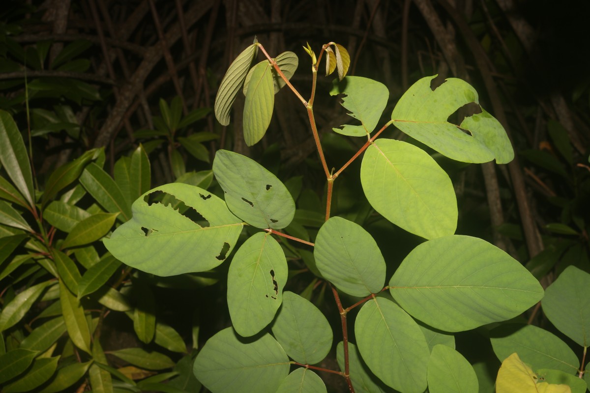 Dendrolobium umbellatum (L.) Benth.