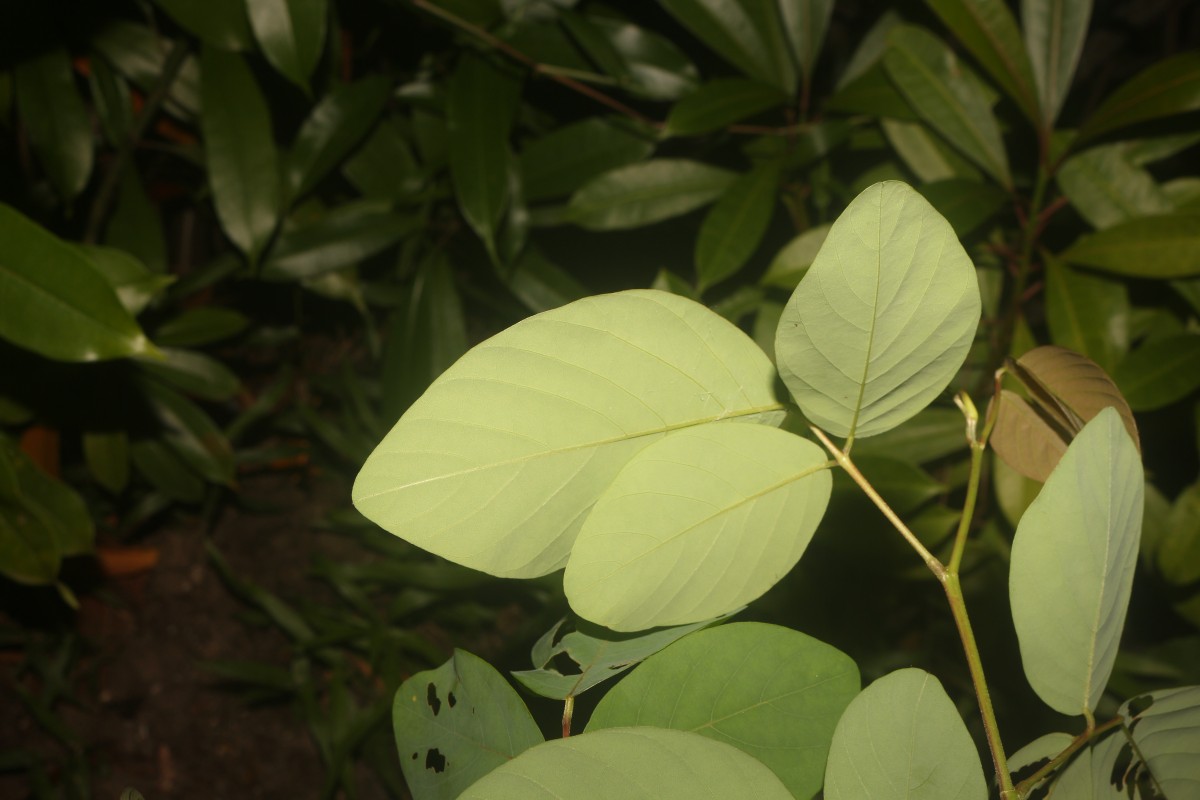 Dendrolobium umbellatum (L.) Benth.