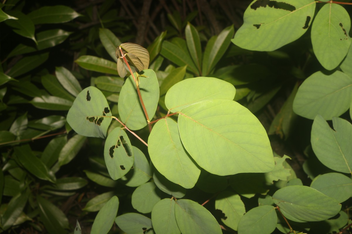 Dendrolobium umbellatum (L.) Benth.