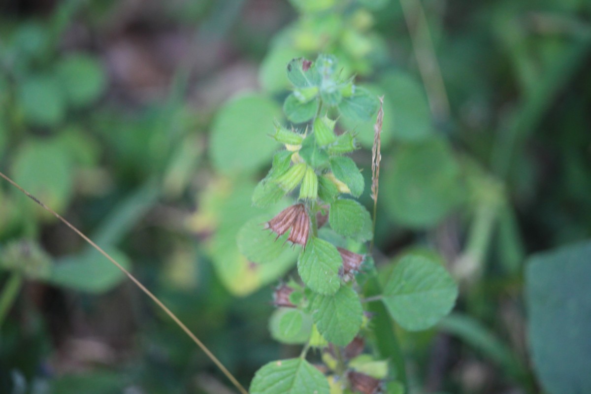 Mesosphaerum suaveolens (L.) Kuntze