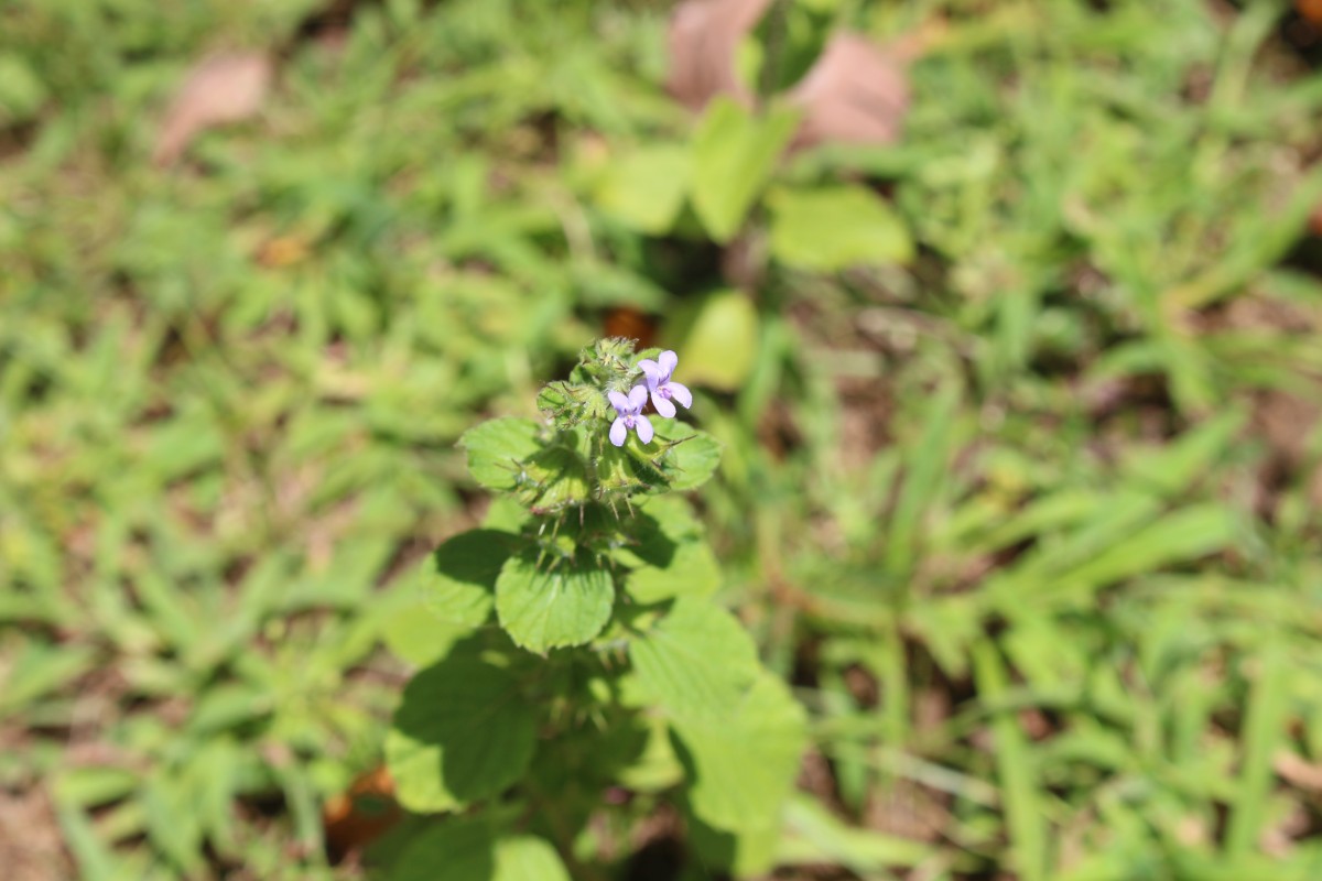 Mesosphaerum suaveolens (L.) Kuntze