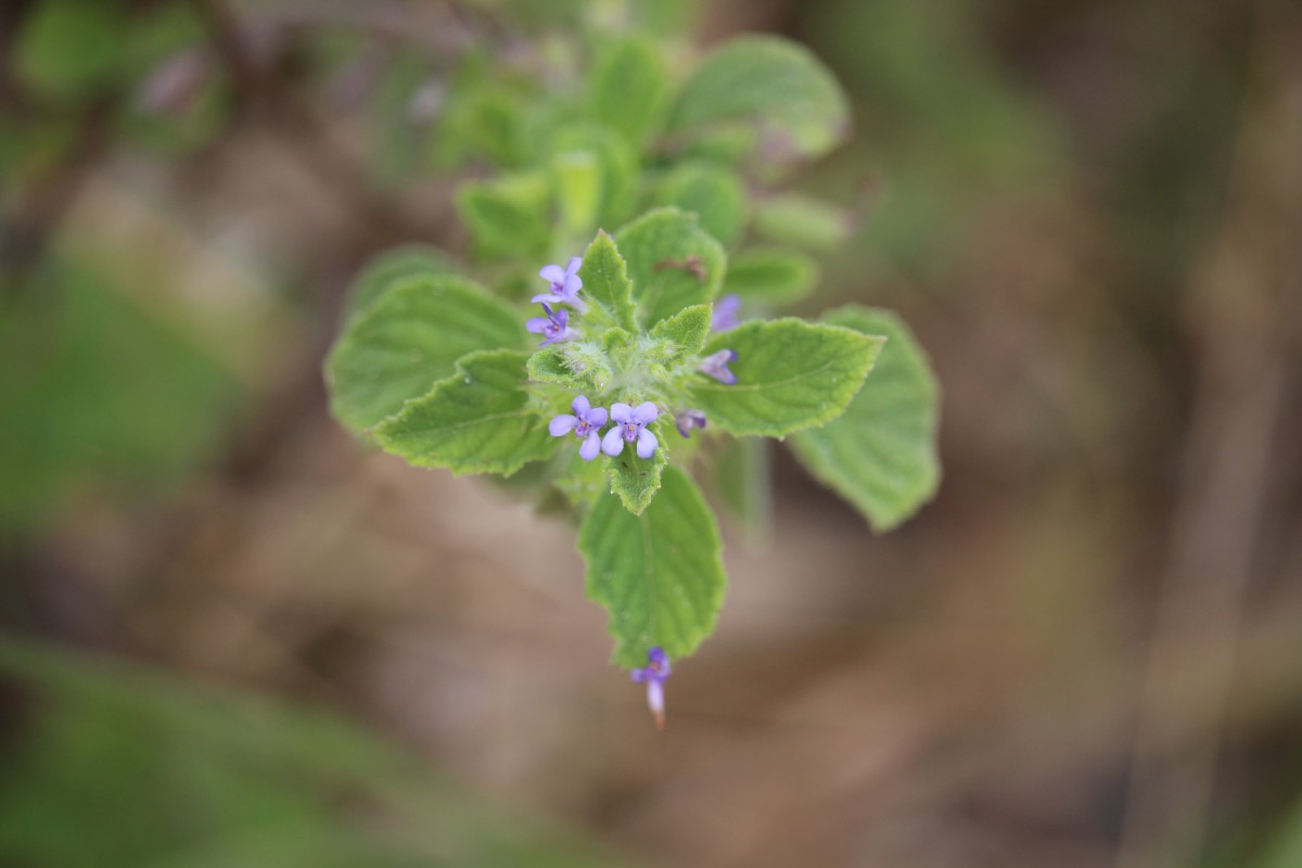 Mesosphaerum suaveolens (L.) Kuntze