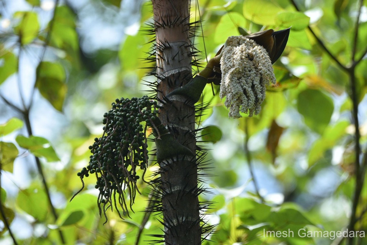 Oncosperma fasciculatum Thwaites