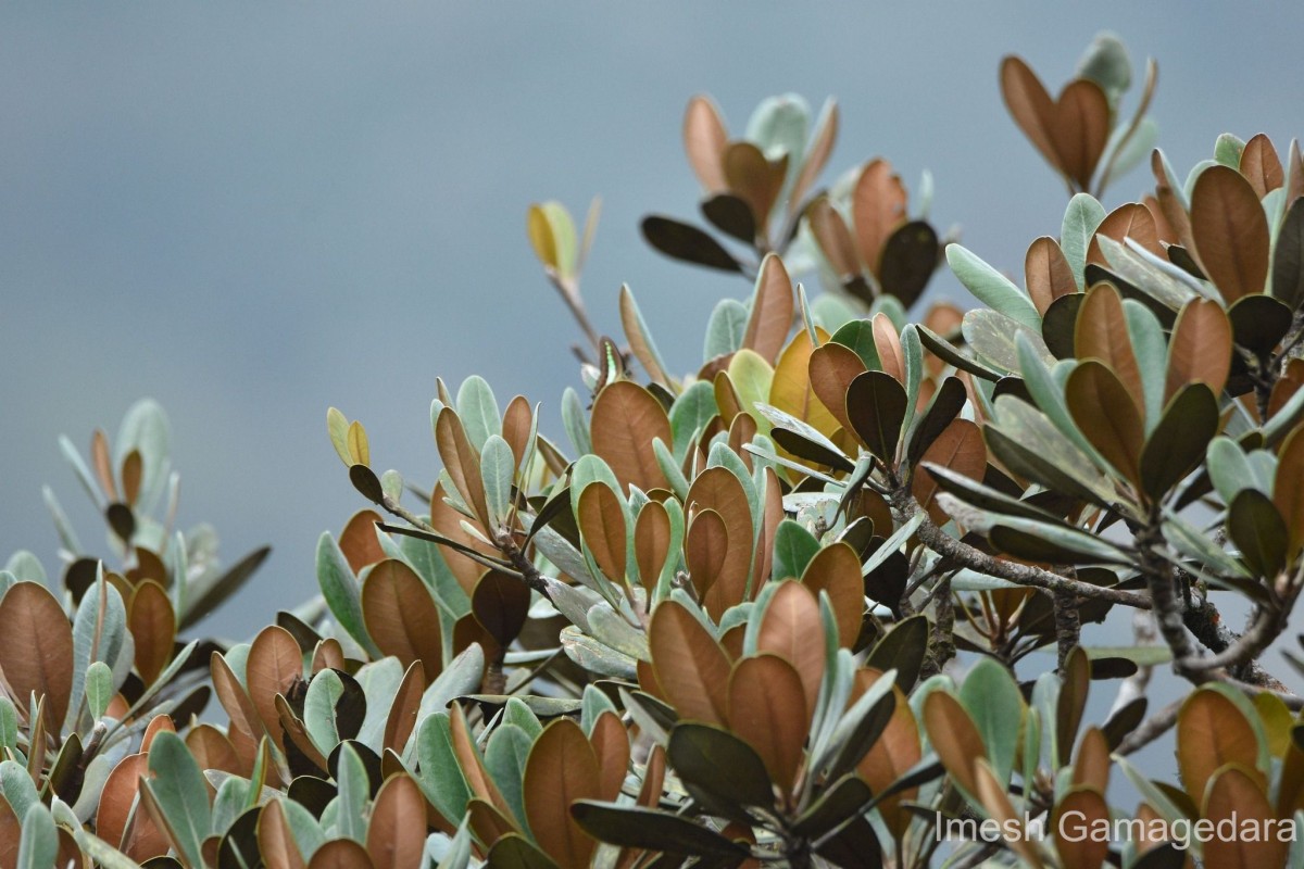 Palaquium rubiginosum (Thwaites) Engl.