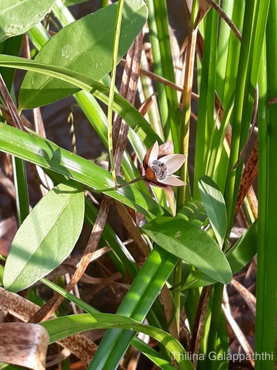 Aniseia martinicensis (Jacq.) Choisy