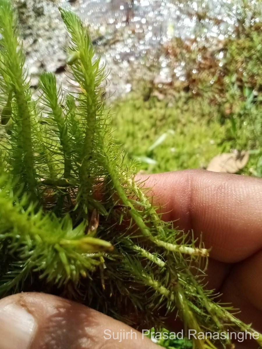 Mayaca fluviatilis Aubl.