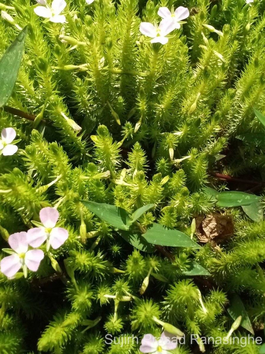 Mayaca fluviatilis Aubl.