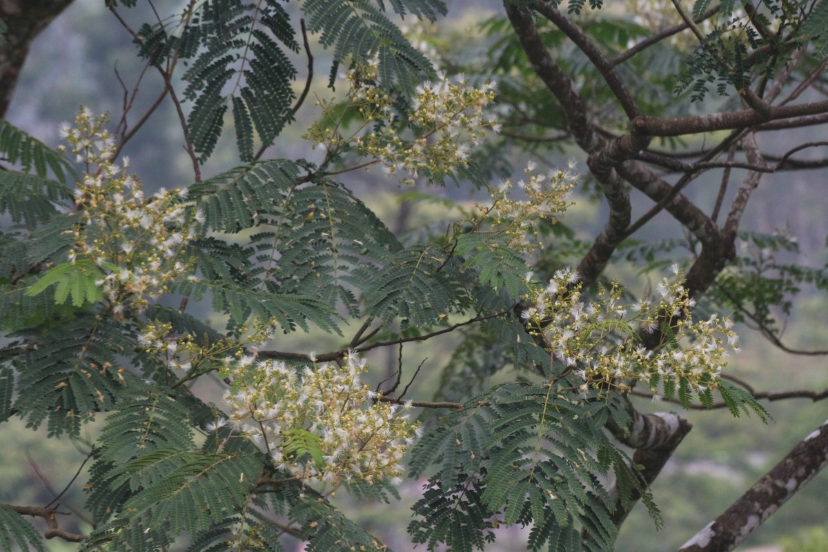 Falcataria falcata (L.) Greuter & R.Rankin