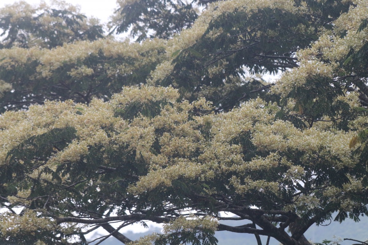 Falcataria falcata (L.) Greuter & R.Rankin