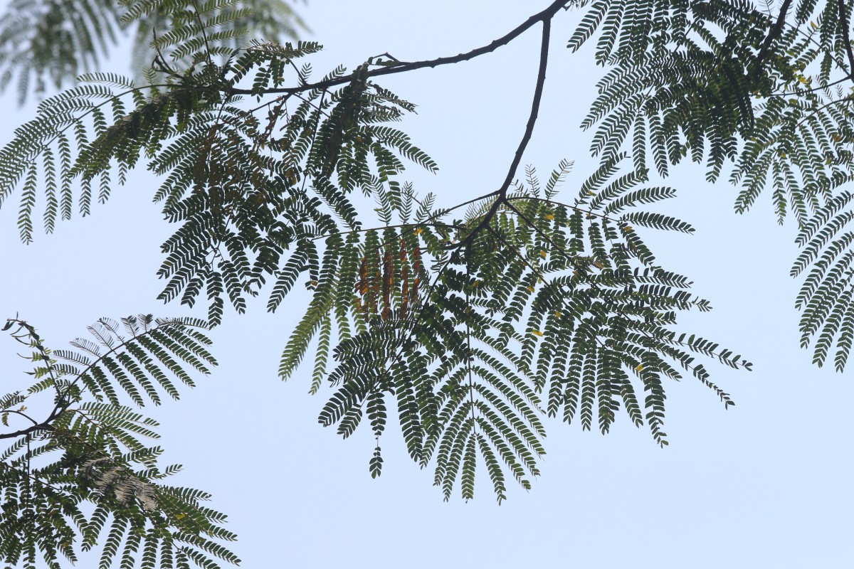 Falcataria falcata (L.) Greuter & R.Rankin