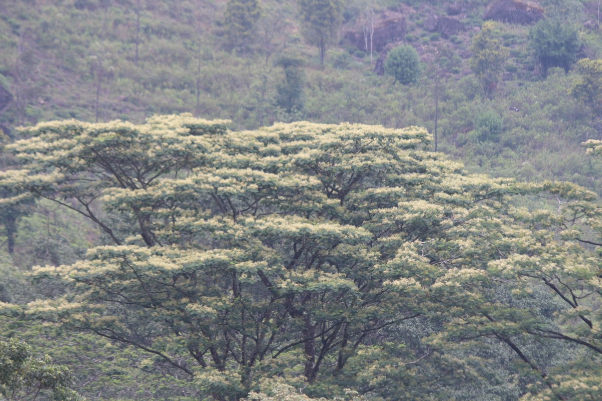 Falcataria falcata (L.) Greuter & R.Rankin