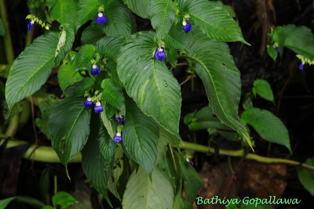 Rhynchoglossum gardneri W.L.Theob. & Grupe