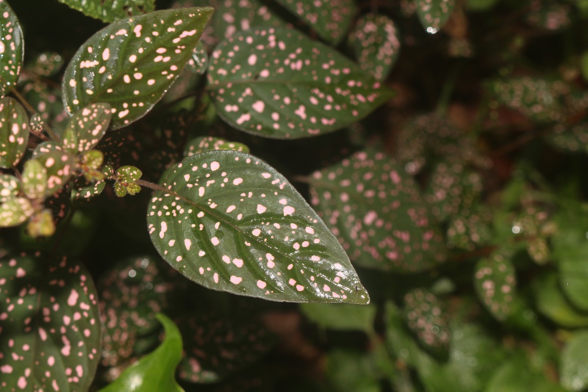 Hypoestes phyllostachya Baker