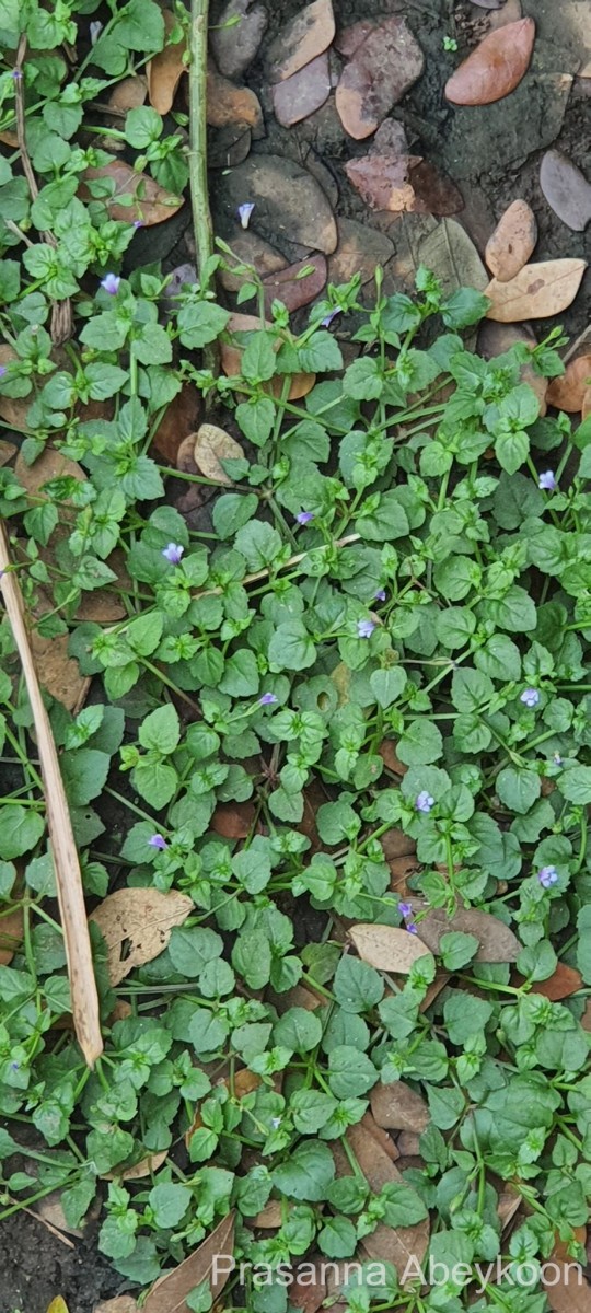 Torenia crustacea (L.) Cham. & Schltdl.