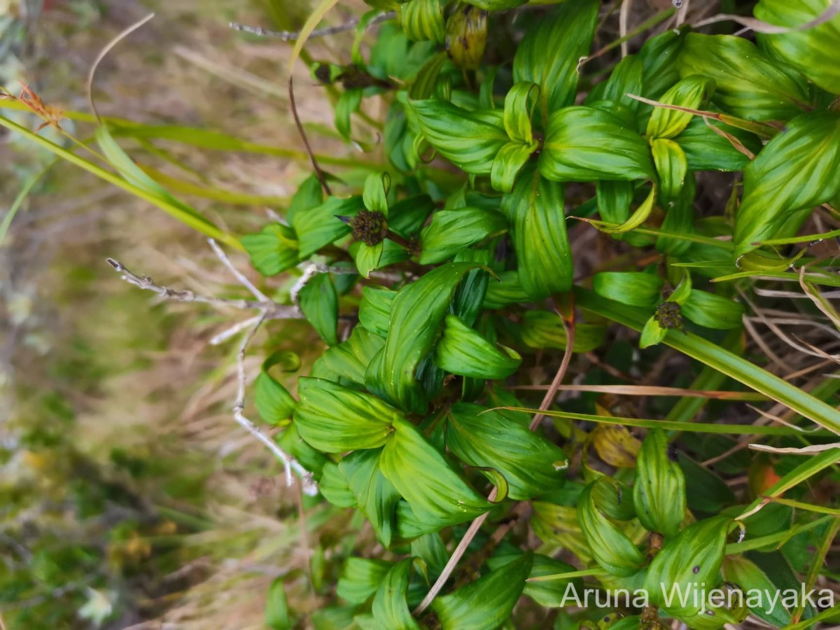 Hedyotis marginata (Thwaites ex Trimen) Alston