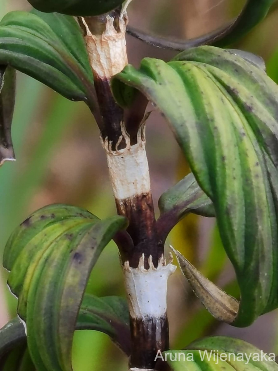 Hedyotis marginata (Thwaites ex Trimen) Alston