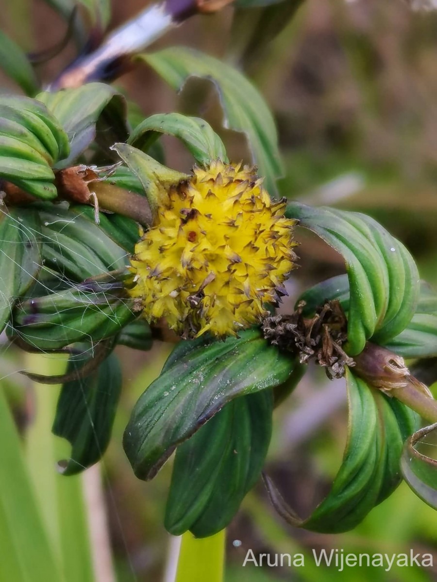 Hedyotis marginata (Thwaites ex Trimen) Alston