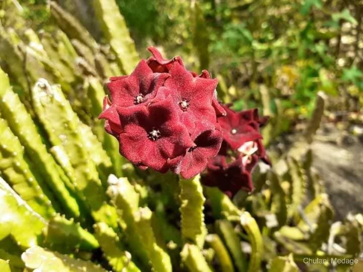 Boucerosia umbellata (Haw.) Wight & Arn.