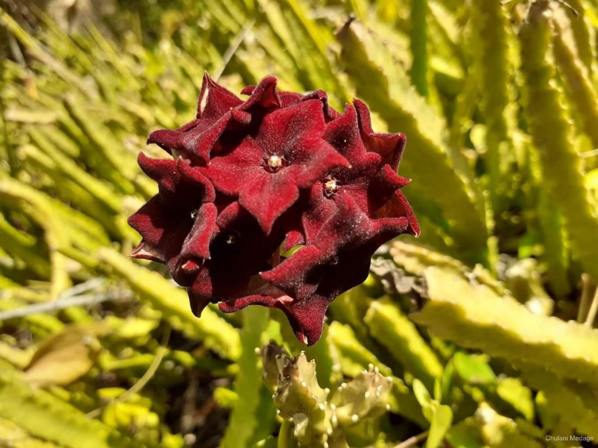 Boucerosia umbellata (Haw.) Wight & Arn.