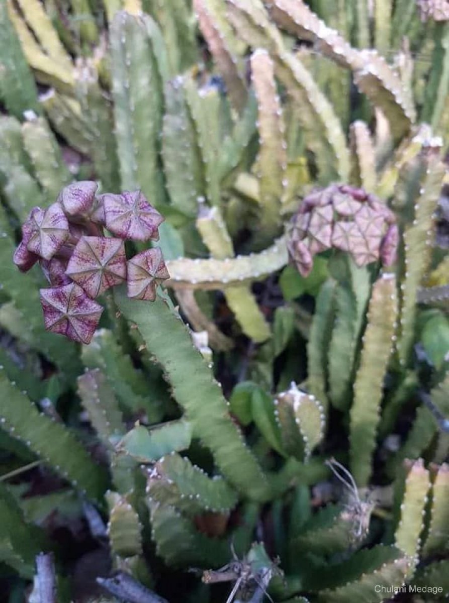 Boucerosia umbellata (Haw.) Wight & Arn.