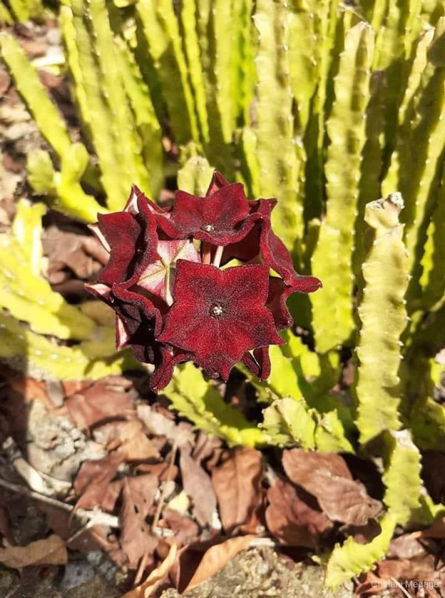 Boucerosia umbellata (Haw.) Wight & Arn.