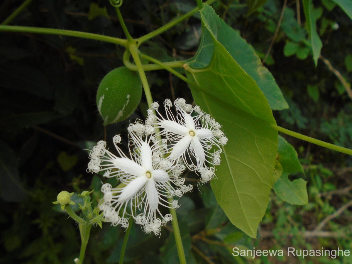 Trichosanthes cucumerina L.