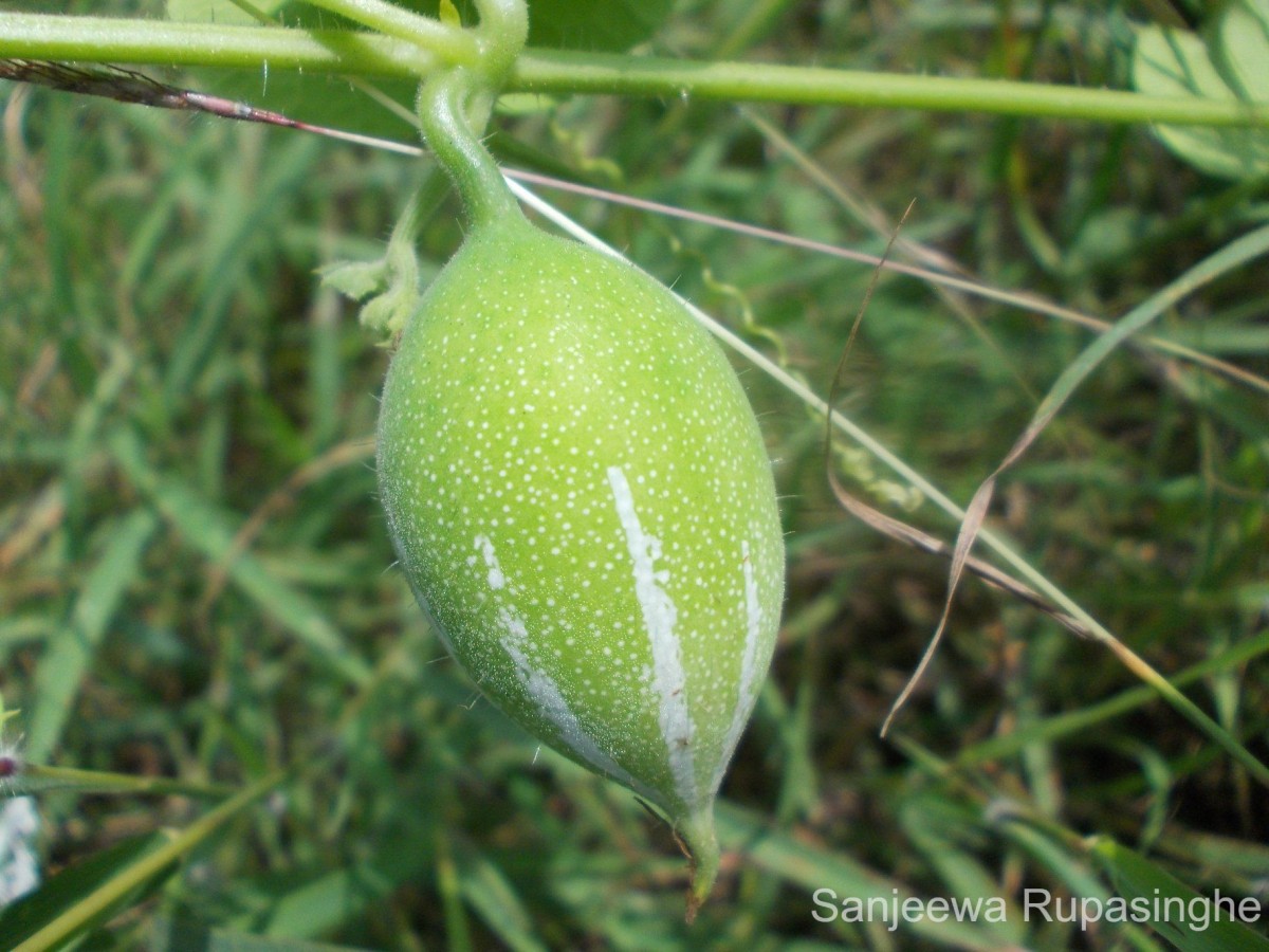 Trichosanthes cucumerina L.