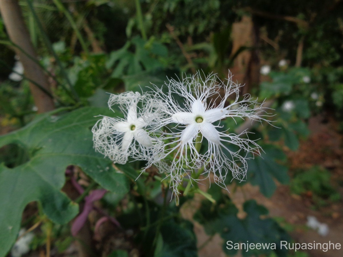 Trichosanthes cucumerina L.