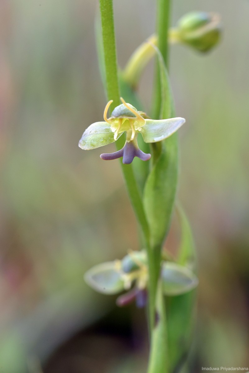 Habenaria acuminata (Thwaites) Trimen