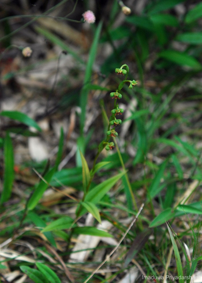 Habenaria acuminata (Thwaites) Trimen