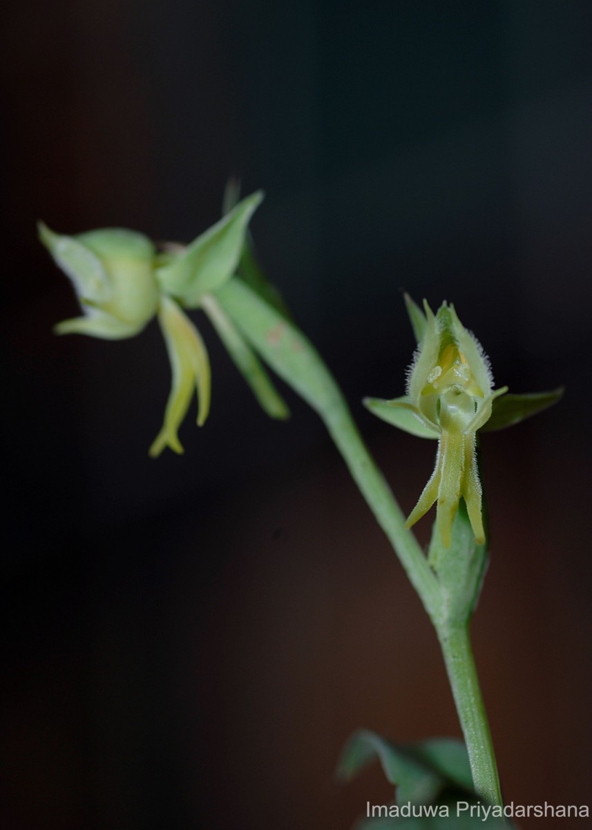 Habenaria barbata Wight ex Hook.f.