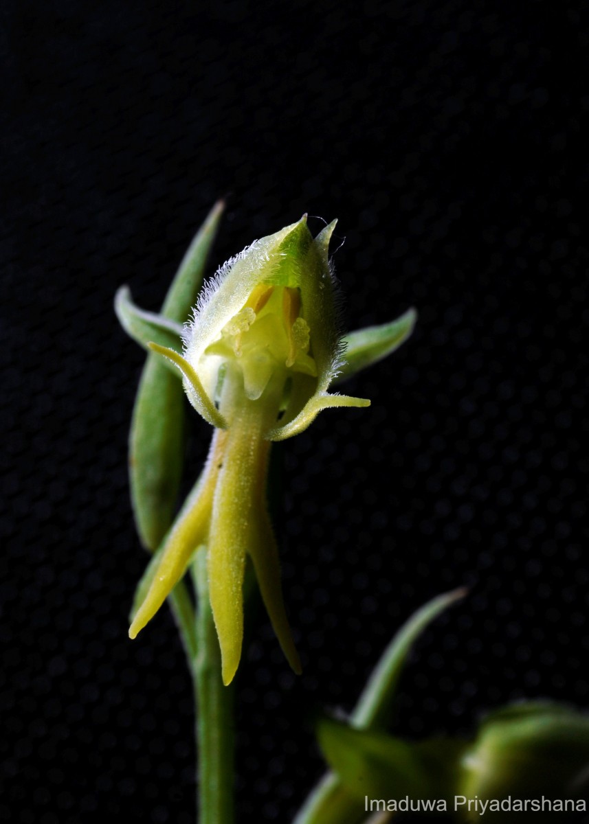 Habenaria barbata Wight ex Hook.f.